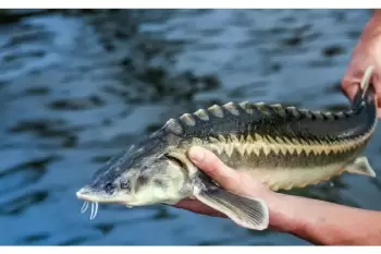 Qlobal istiləşmə nərə balığının Xəzərdəki yayılma arealını 45%-dək azaldacaq - ARAŞDIRMA