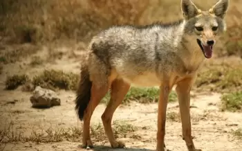 Xaçmazda çaqqallar kənd sakinlərinə hücum edib, yaralananlar var