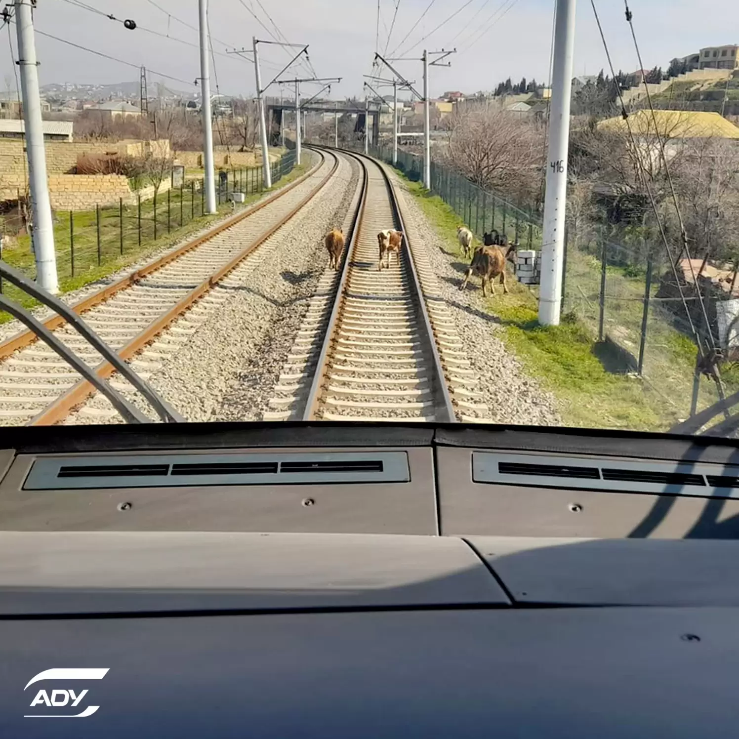 ADY: "Qatarlara zərər vuran heyvanların sahibləri cərimələnir"