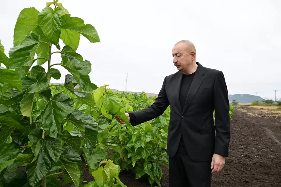 Prezident İlham Əliyev Xocalının Daşbulaq kəndində tut bağında görülmüş işlərlə tanış olub