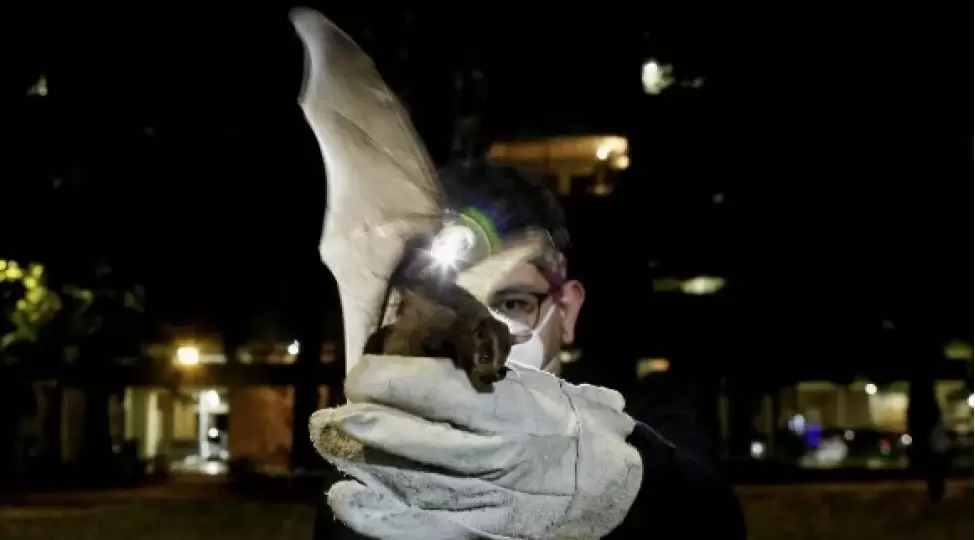 Braziliyada yarasalarda yeni koronavirus aşkarlanıb