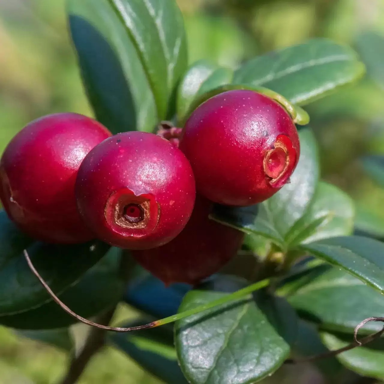 Təbiətin antibiotiki: dağ moruğu orqanizmi qoruyur