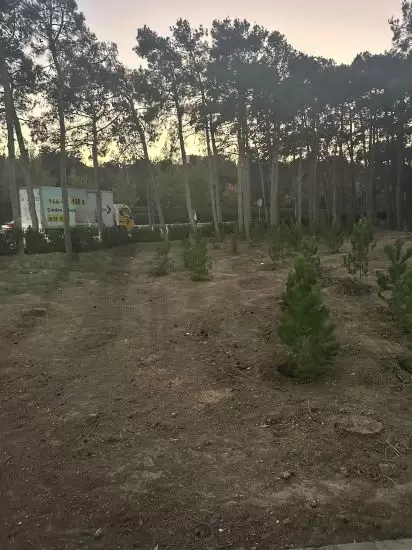 Nərimanovda 20 ədəd iri gövdəli eldar şamı kəsildi, ərazidə tikinti işləri aparılacaq – Fotolar