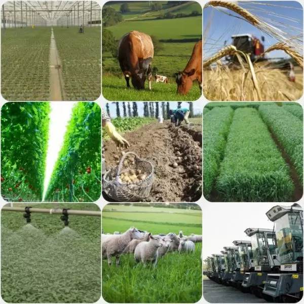 FAO və Türkiyə Azərbaycanda kənd təsərrüfatı layihələrinin izləmə qabiliyyətini gücləndirəcək