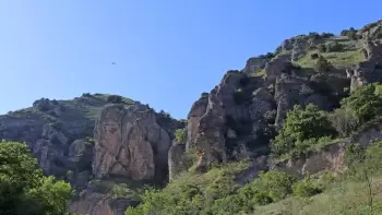 Cənubi Dağıstan və Şimali Azərbaycanda ürək formalı yarpaqları olan yeni bitki növü tapılıb