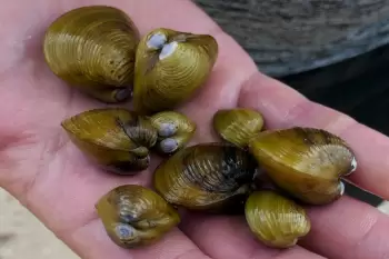 Azərbaycan alimləri yeni molyusk növlərinin kəşfində iştirak ediblər