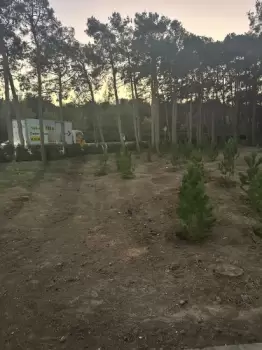 Nərimanovda 20 ədəd iri gövdəli eldar şamı kəsildi, ərazidə tikinti işləri aparılacaq – Fotolar