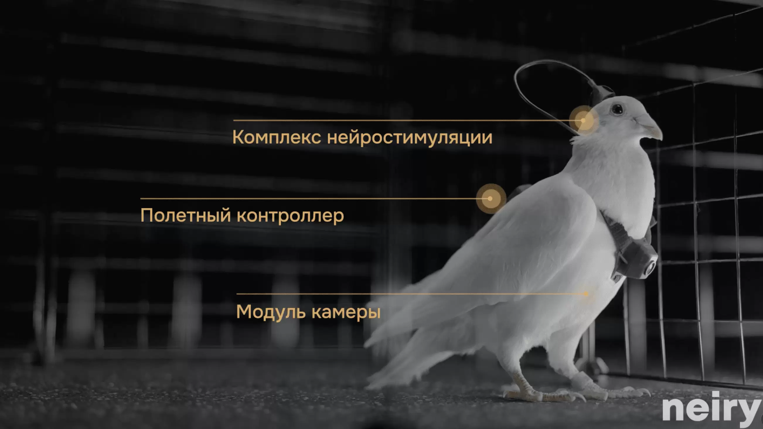 Rusiya ilk dəfə dron-göyərçinləri təqdim edib