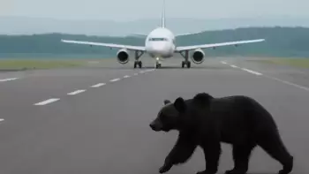 Yaponiyada ayı hava limanında uçuşları dayandırdı