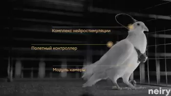 Rusiya ilk dəfə dron-göyərçinləri təqdim edib