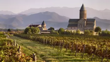 Gürcüstanda 30 ilin ən yüksək üzüm istehsalı qeydə alınıb