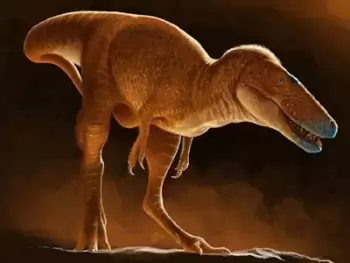 Yeni dünozavr növü aşkar edilib