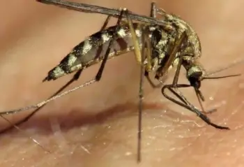 Alimlər ağcaqanadların niyə insan qanı ilə qidalanmağa üstünlük verdiyini müəyyən ediblər