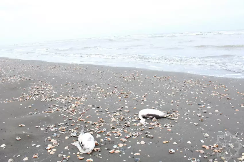 Azərbaycanın Xəzər sahillərində su quşlarının kütləvi ölümü qeydə alınıb