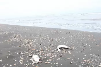 Azərbaycanın Xəzər sahillərində su quşlarının kütləvi ölümü qeydə alınıb