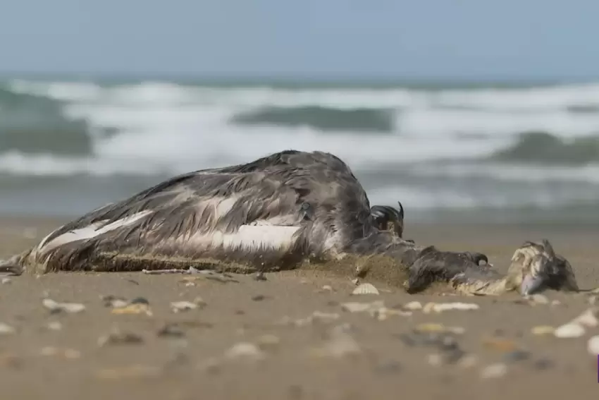 Xəzərdə ölü quşlardan nümunələr götürülüb: batağan quşlarını öldürən virus müəyyən ediləcək