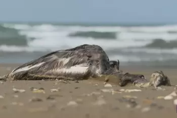 Xəzərdə ölü quşlardan nümunələr götürülüb: batağan quşlarını öldürən virus müəyyən ediləcək