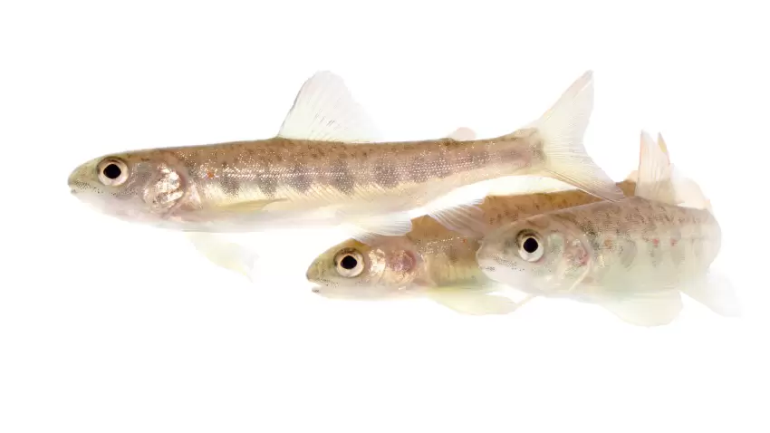 Kokaindən çirklənmiş sular balıqların davranışını dəyişir - "Current Biology"