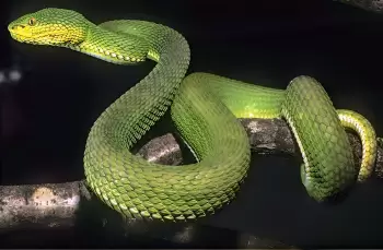 Myanmarda yeni ilan növü aşkar edilib