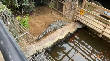 Britaniya zooparkında 3 yaşlı uşaq timsahların qəfəsinə düşüb və ağır xəsarətlər alıb