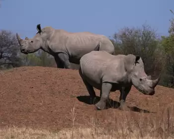 Cənubi Afrikada kərgədan buynuzu ticarəti ilə bağlı ən böyük iş üzrə hökm çıxarılıb