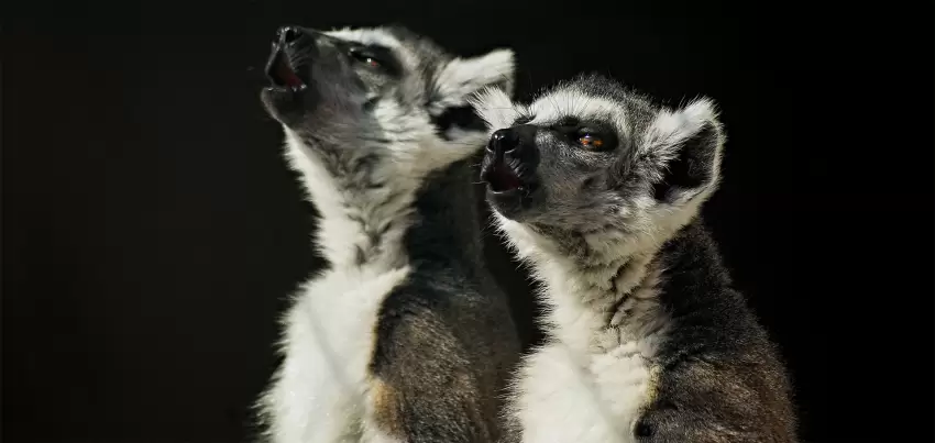 Alimlər lemurlarda opera müğənnilərinin texnikasına bənzər oxuma üsulu aşkarlayıblar