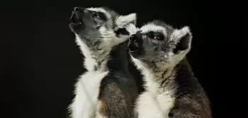 Alimlər lemurlarda opera müğənnilərinin texnikasına bənzər oxuma üsulu aşkarlayıblar