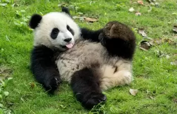 Çin ABŞ-yə iki panda hədiyyə edəcək